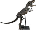 Ebros Prehistoric Standing Tyrannosaurus Rex Dinosaur Fossil Skeleton Statue On Museum Gallery Mount 19.25' Long for Trex Archaeology Fans Excavation of Ice Age Jurassic Era Decor Figurine Model
